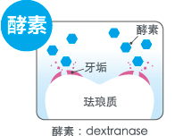 酵素:dextranase