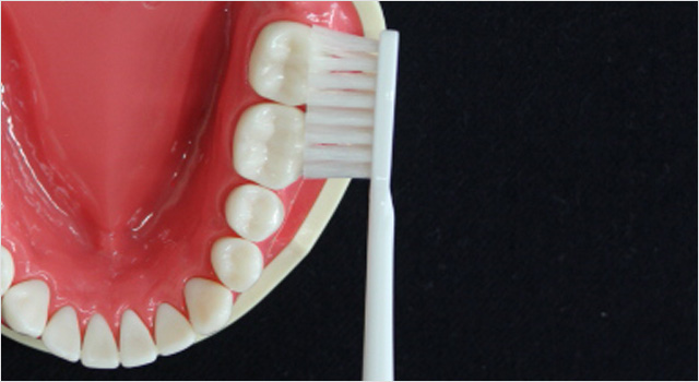 磨きにくい奥歯は大事な歯 歯の健康基礎知識 ライオン