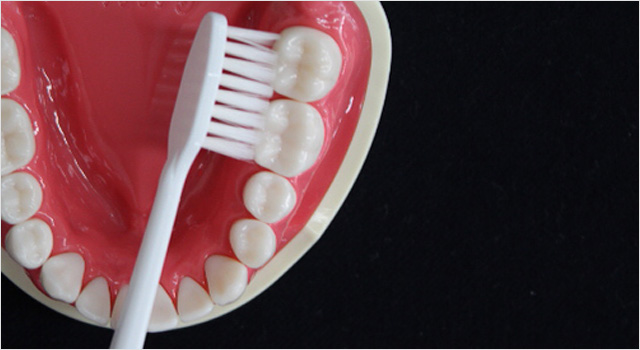 磨きにくい奥歯は大事な歯 歯の健康基礎知識 ライオン