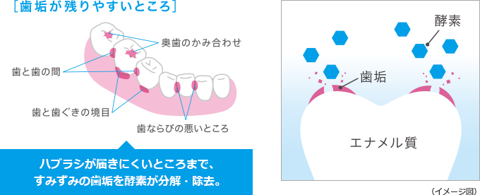 歯垢が残りやすいところ ハブラシが届きにくいところまで、すみずみの歯垢を酵素が分解・除去。